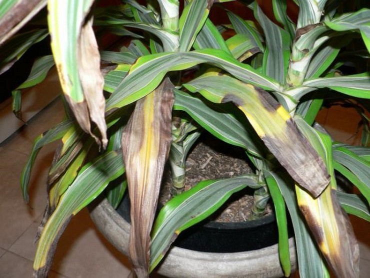 Le manque et l'excès d'eau d'irrigation, l'irrigation irrégulière entraînent des changements négatifs dans l'apparence de dracaena