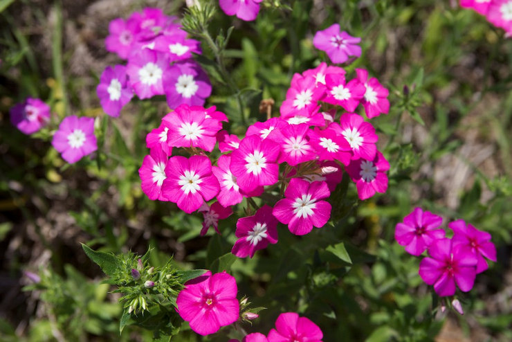 Phlox Drummond - plantation et entretien en plein champ. Cultiver le phlox de Drummond à partir de graines, méthodes de reproduction. Description, types. Une photo