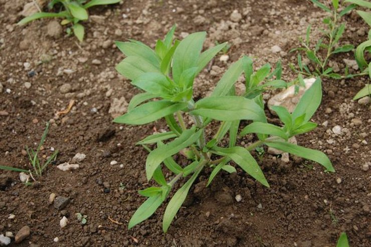 Dès que toutes les graines germent, il faut procéder au premier ameublissement du sol et éliminer toutes les plantes faibles et peu développées.