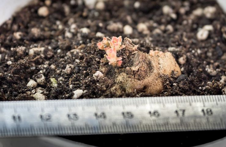 Gloxinia préfère un sol léger, nutritif, perméable à l'humidité avec une bonne perméabilité à l'air