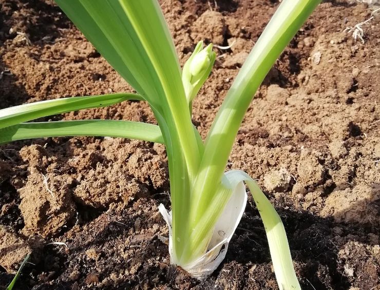 Le meilleur endroit pour planter un hémérocalle