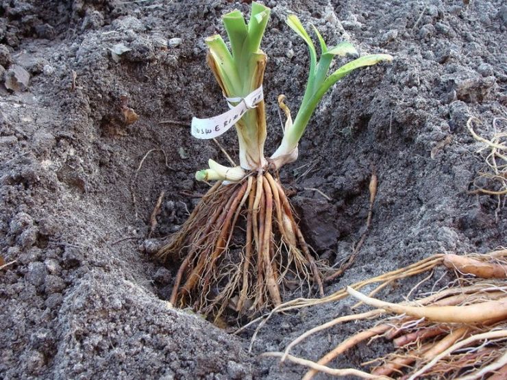 Planter un hémérocalle en pleine terre