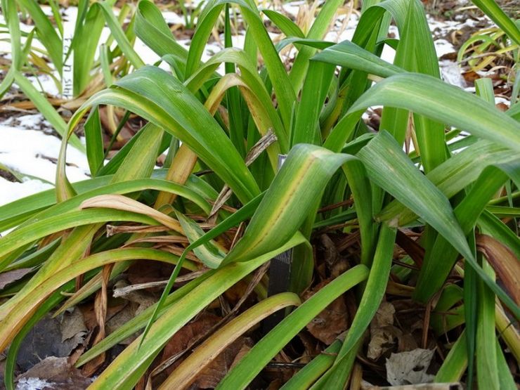 Hémérocalle après la floraison