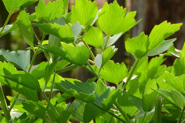 Plante livèche