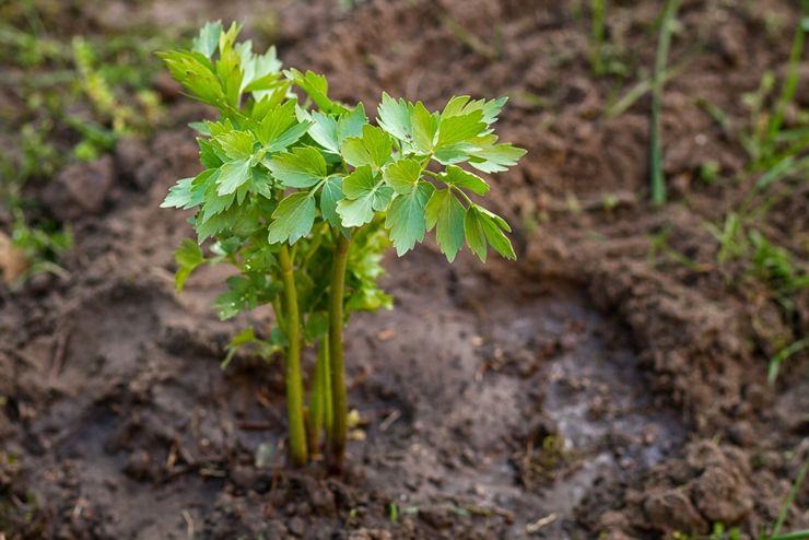 Prendre soin de la livèche dans le jardin