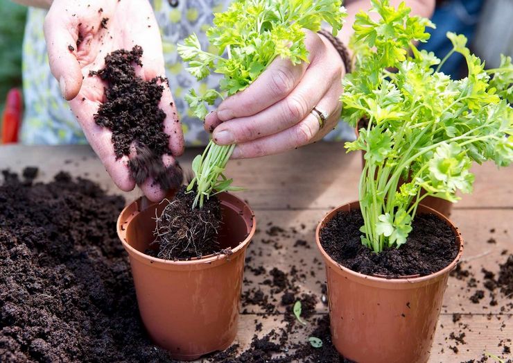 Faire pousser du persil à partir d'un légume racine