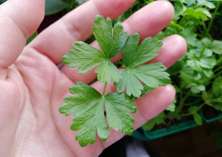 Variétés de persil à cultiver sur le rebord de la fenêtre