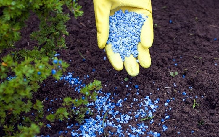 Engrais pour conifères. Comment nourrir correctement les conifères