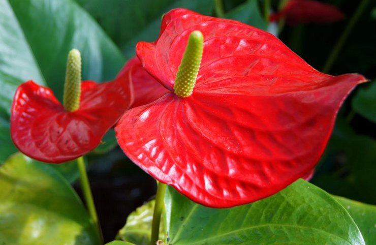 Anthurium Andre - soins à domicile. Culture de l'anthurium André, transplantation et reproduction. Description. Une photo