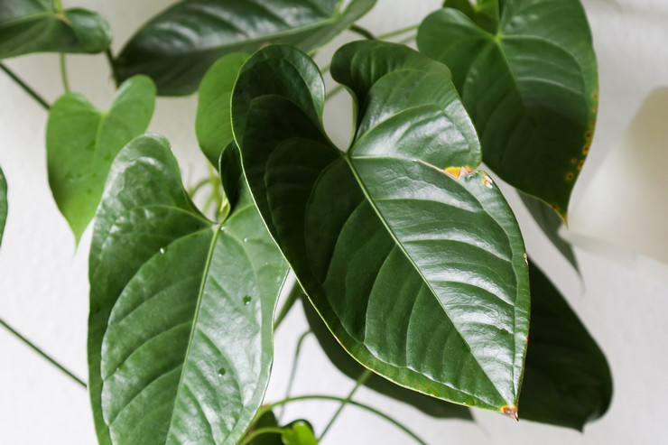 Les principaux ravageurs de l'anthurium sont les cochenilles et les tétranyques