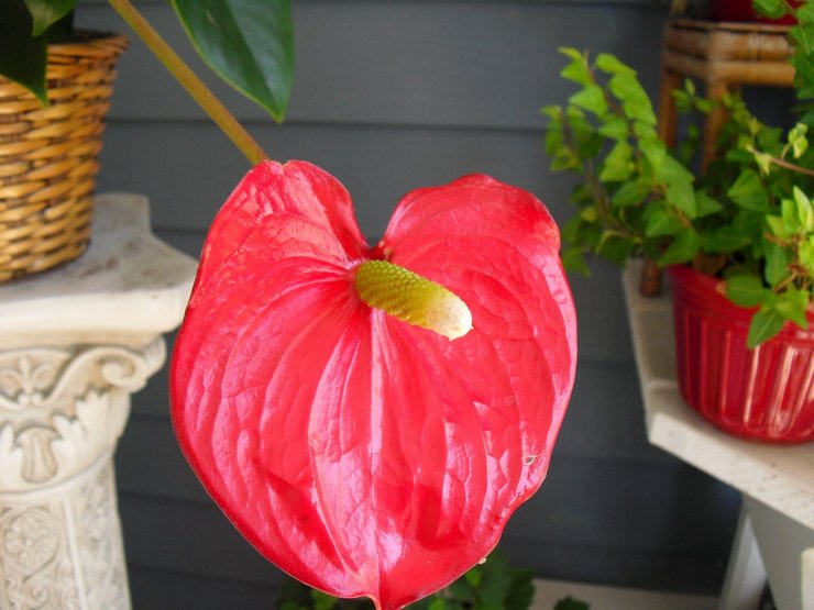 L'eau d'irrigation pour l'anthurium doit être filtrée ou bouillie