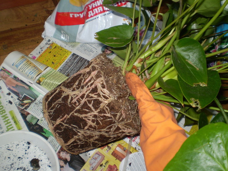 Conditions de floraison de l'anthurium