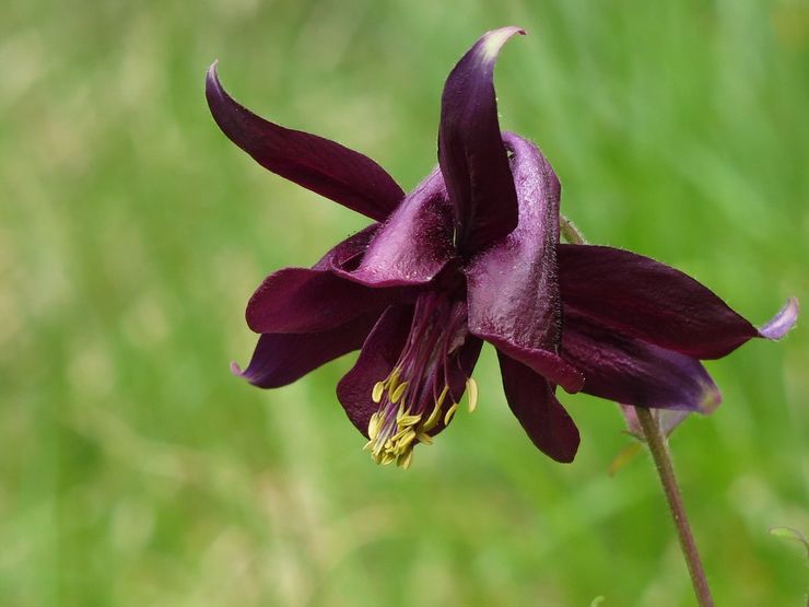 Aquilegia sombre