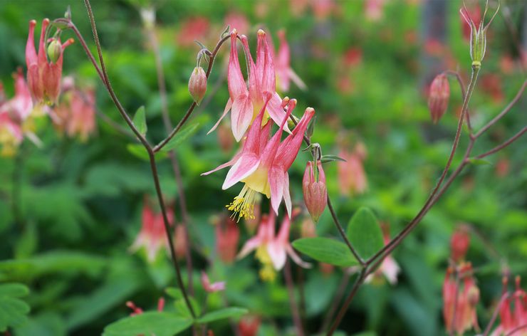 Aquilegia canadienne