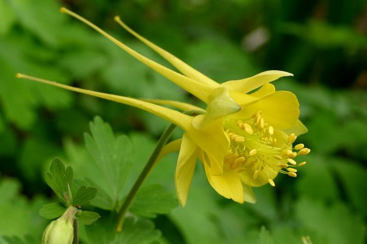 Aquilegia à fleurs dorées