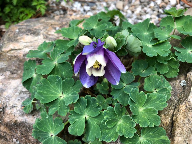 Aquilegia en forme d'éventail