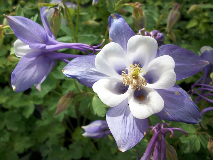 Hybride Aquilegia