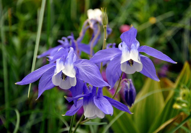 Aquilegia olympique