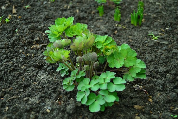 Plantation d'aquilegia en pleine terre