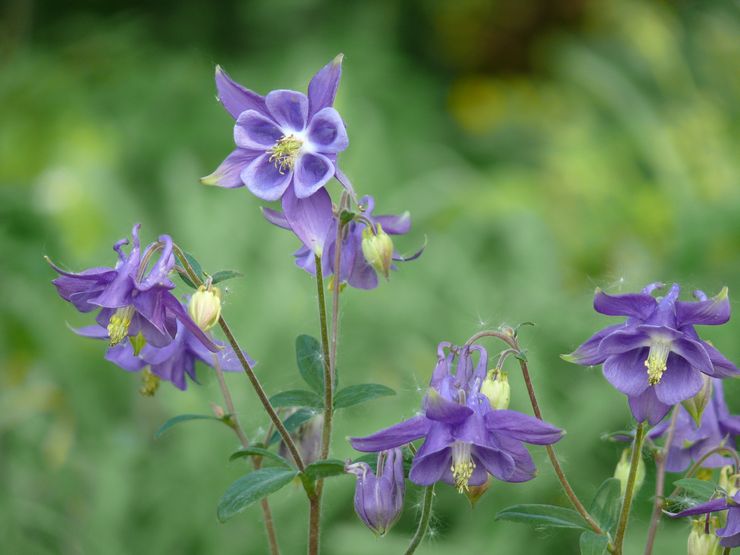 Plante Aquilegia