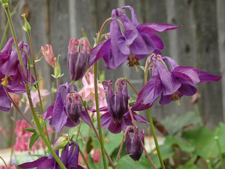 Soins Aquilegia