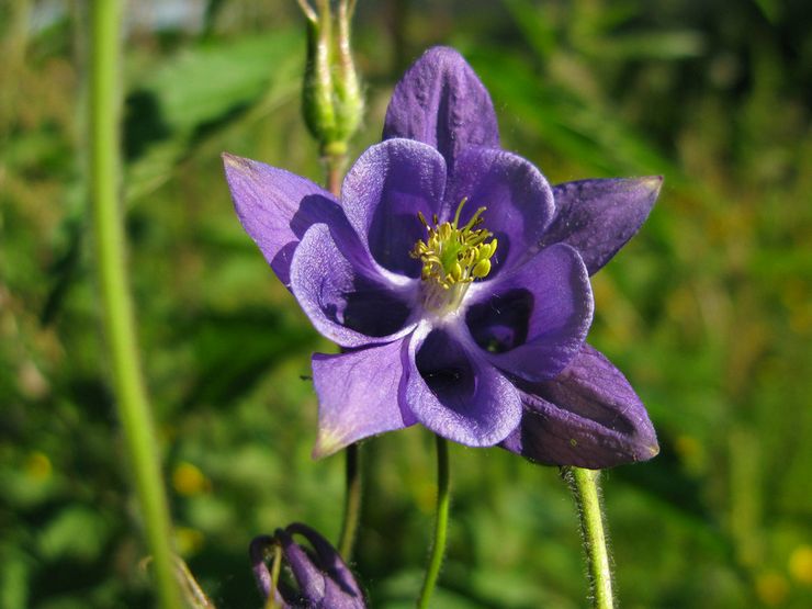 Aquilegia ordinaire