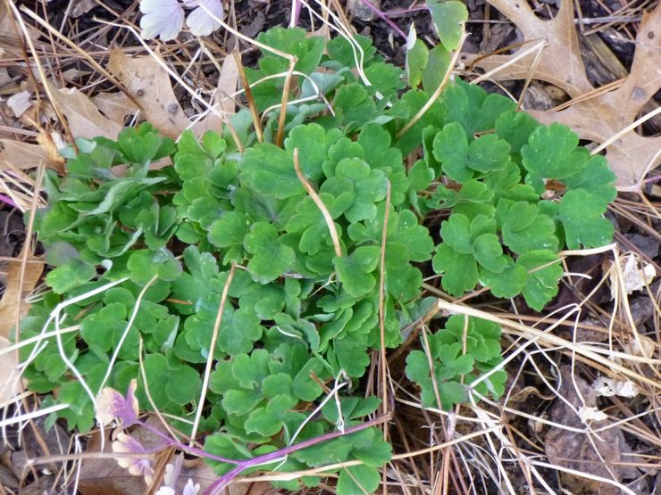 Aquilegia après la floraison