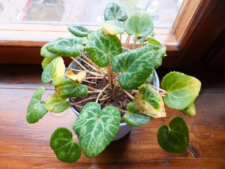 Le régime d'arrosage correct pour le cyclamen, ainsi que pour d'autres plantes tubéreuses, est d'une grande importance.