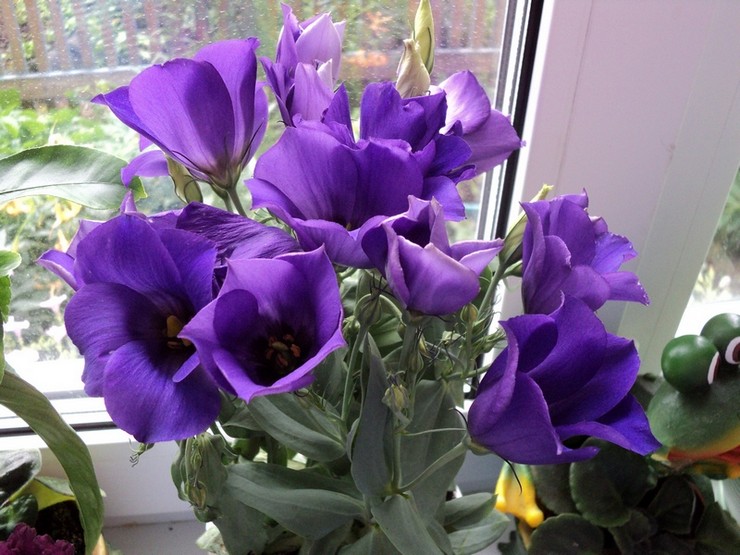 Eustoma à la maison