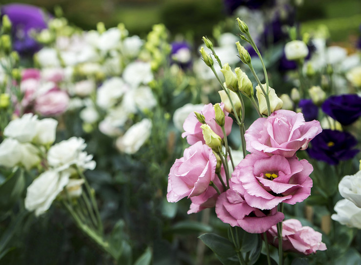 Eustoma - plantation et entretien en plein champ. Culture d'eustoma à partir de graines, méthodes de reproduction. Description, types. Une photo