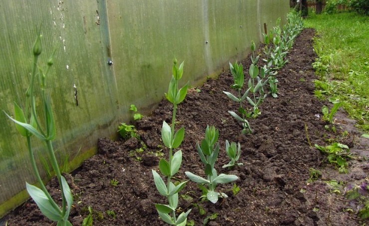 Après l'apparition de 6 à 8 feuilles sur la tige, le sommet doit être pincé pour que l'eustoma se ramifie bien