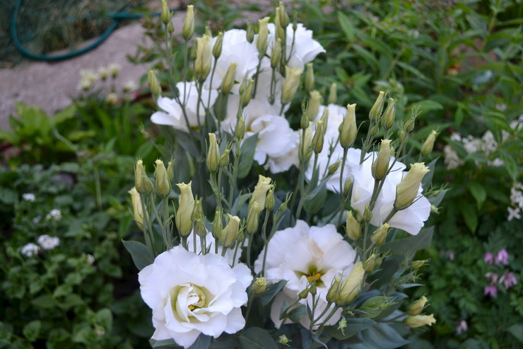 Comment faire pousser de l'eustoma dans le jardin