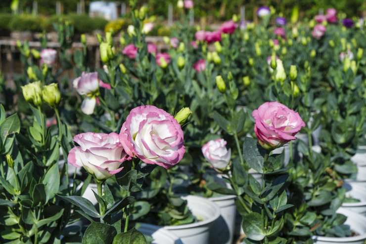 Types et variétés d'eustoma