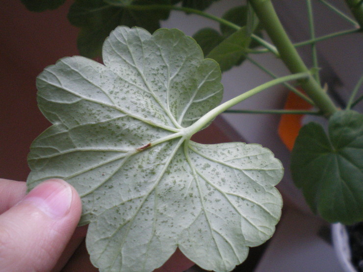 Le géranium est sensible aux maladies telles que la chlorose, la pourriture des racines et la rouille.