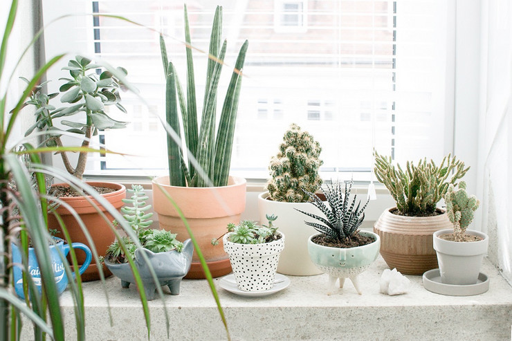 Comment choisir les bonnes plantes pour les fenêtres est et ouest