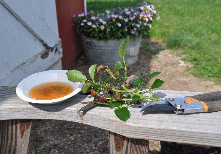 Propagation des roses par boutures: les meilleurs moyens d'enraciner les boutures de roses dans le jardin et à la maison