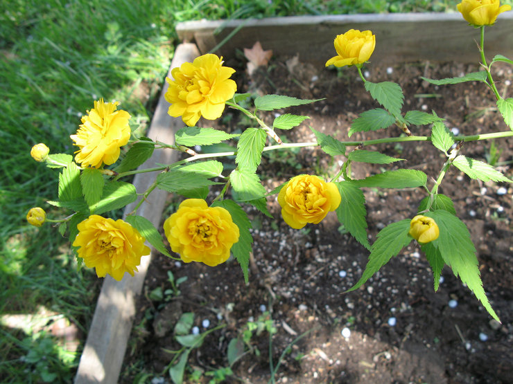 Planter des kerrias en pleine terre