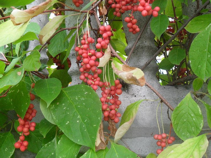 Schisandra résiste aux ravageurs et à diverses maladies, notamment en raison de son arôme brillant