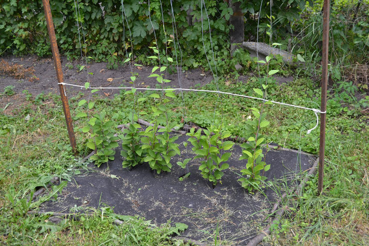 Planter de la citronnelle en pleine terre