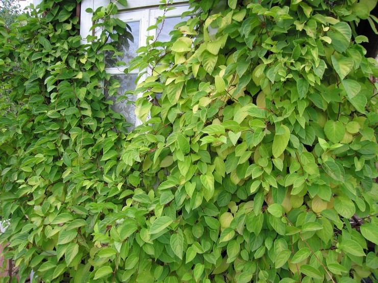 Soin de la citronnelle dans le jardin