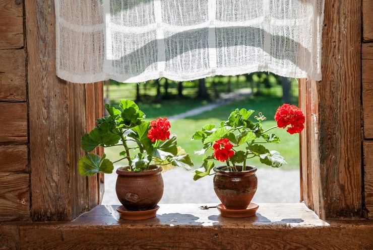 L'été est la période la plus active pour la croissance et le développement des plantes d'intérieur.