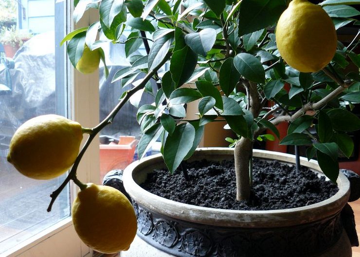 Prendre soin des plantes d'agrumes dans l'appartement