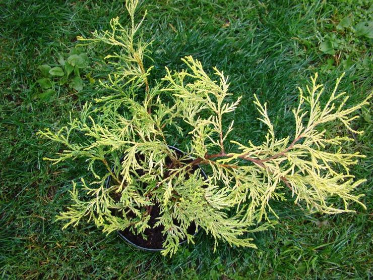 Planter un cyprès