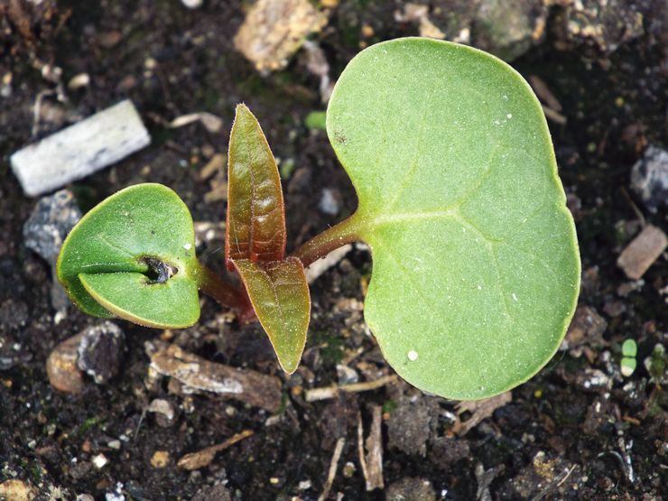 Planter des mirabilis en pleine terre