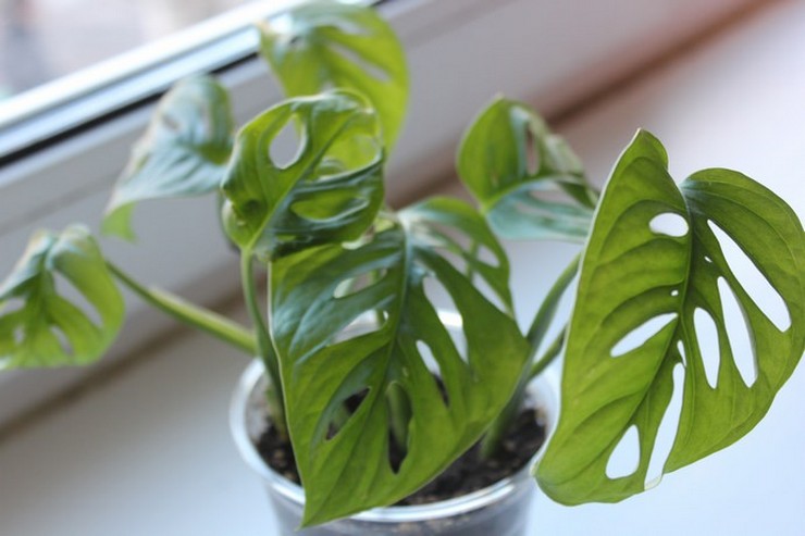 Reproduction de monstera - boutures, couches, feuilles