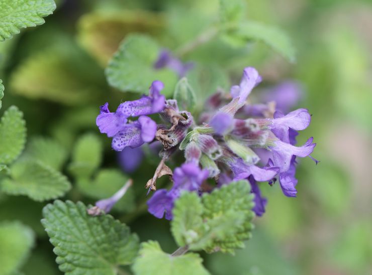 Menthe de chat