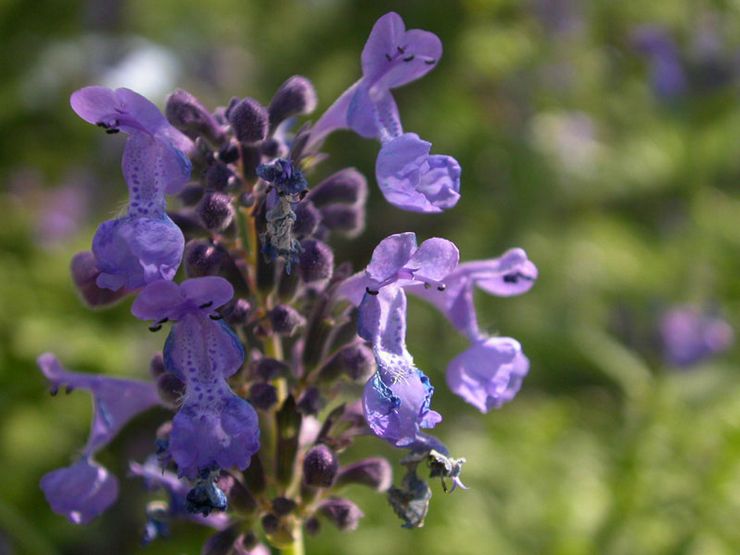 Cataire à grandes fleurs