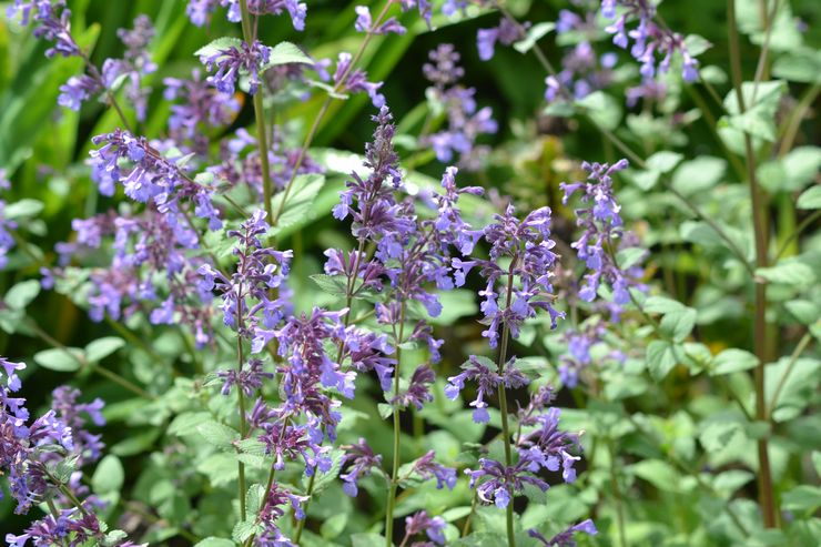 Cataire à grandes fleurs