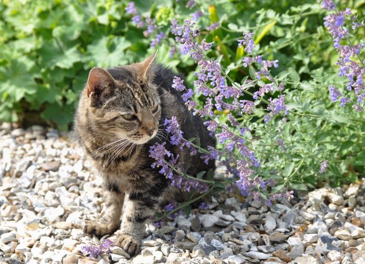 Chats et cataire