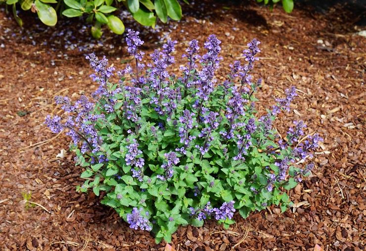 Planter une herbe à chat en pleine terre